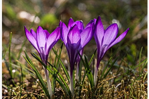Krokus