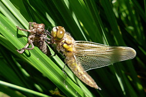 Metamorphose