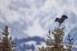 Der einsame Ruf des Rackelhahns II