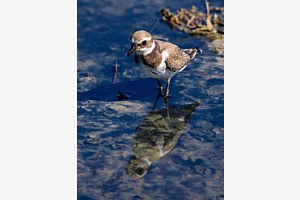 Reflet de gravelot