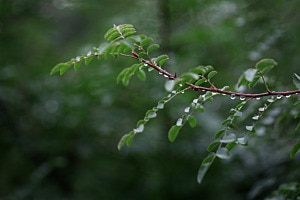 Regentropfen