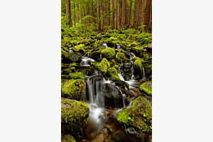 Regenwald
