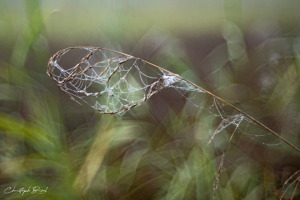 Morgentau