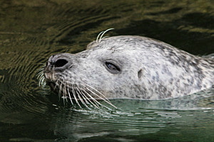 Robbe im Tierpark Dählhölzli