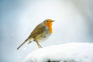 Robin your heart Robin your heart
