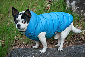 Rocky im blauen Mänteli