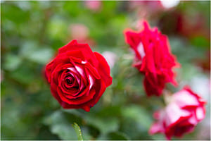 Softrose