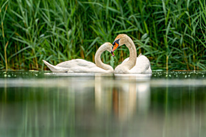 Ewige Liebe