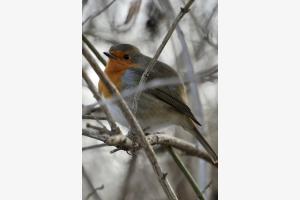 Rotkehlchen im Winterkleid