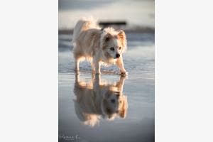 Waten in der Nordsee Waten in der Nordsee