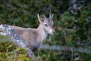 Steinbock Kitz, Niederhorn