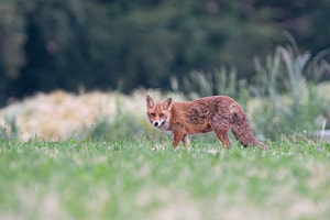 Fuchs im Seeland