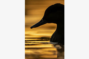 Abendlicht