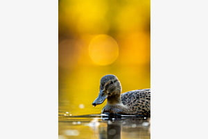 Stockente im Licht