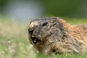 Murmeltier