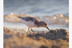 Selterner Gast: Sanderling Selterner Gast: Sanderling