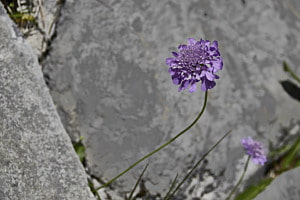 Scabiosa