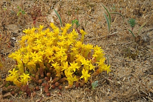 Scharfer Mauerpfeffer