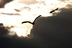Spiel im Wind