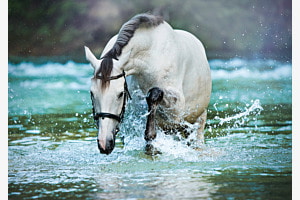 Schimmel im kühlen Nass