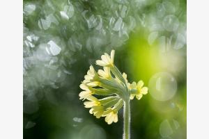 Schlüsselblume