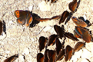 Schmetterlinge