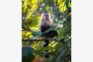 Monkey Business Monkey Business