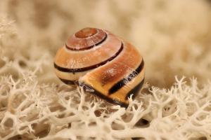 Schneckenhaus auf Islandmoos / Focus Stacking