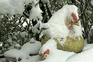 Schnee schützt vor Kälte Schnee schützt vor Kälte