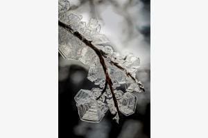 Schneeblume