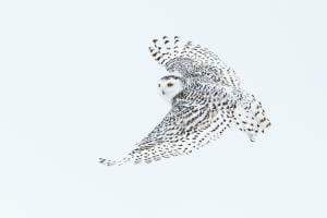 Snowy Snowy