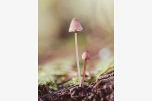 Pilz Pilz