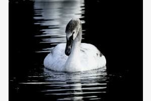 Junger Schwan Junger Schwan