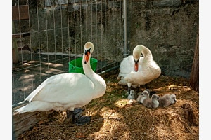 Familie Schwan