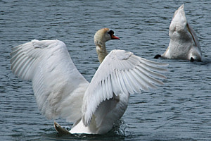 Schwanenpaar