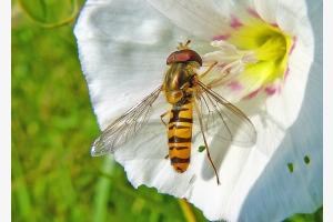 Schwebfliege