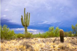 Scottsdale Landscape Scottsdale Landscape