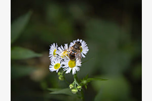 Save the Bees Save the Bees