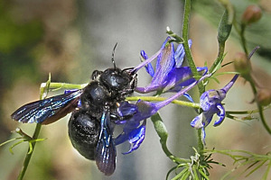 Schwarze Holzbiene