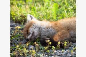 Siesta Siesta