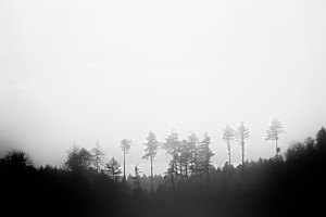 Silhouettes