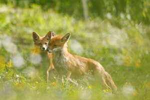 Fox Family 