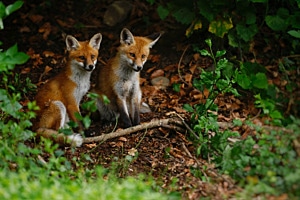 Die Fuchsbrüder 