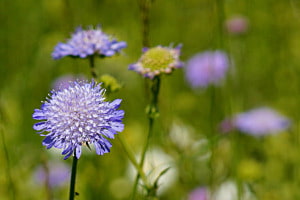 Blumenwiese