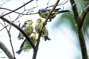 Fütterung der Jungvögel