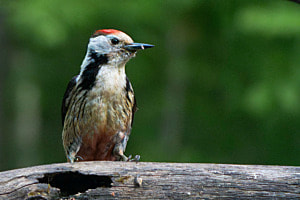 Specht Nr2