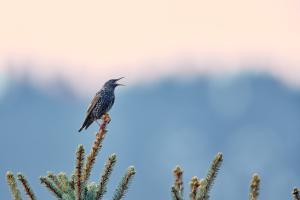 Star besingt die Berge