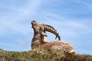 Steinbock
