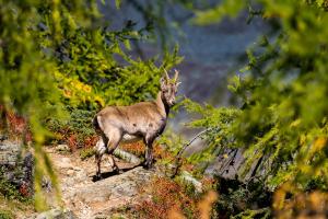 glücklicher Steinbock an der Herbstsonne glücklicher Steinbock an der Herbstsonne