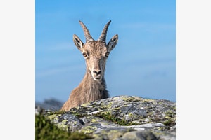 Neugierige Steingeis